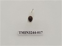 藏品(茄二十八星瓢蟲)的圖片